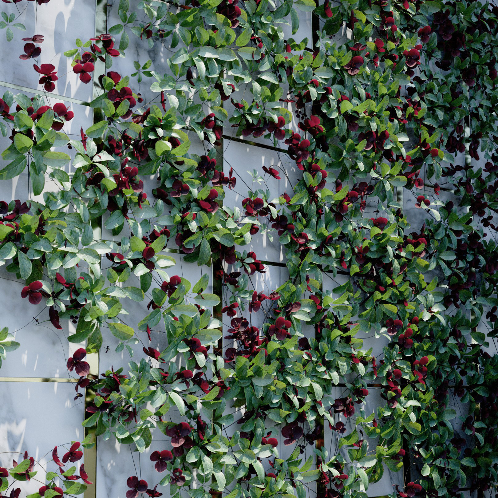 Akebia Quinata Red Ivy Preset